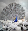 The blue peacock among white ducks