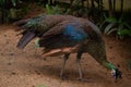 blue peacocks forage in soil Royalty Free Stock Photo