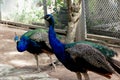 Blue peacocks walking in a cage Royalty Free Stock Photo