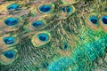 Blue peafowl feathers colorful eyespots macro