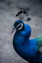 Blue peafowl head close-up