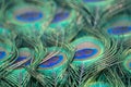 Blue peafowl long feathers with colourful eyespots Royalty Free Stock Photo