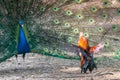 Blue peafowl fan-like tail against chicken cock