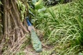 blue peafowl (Pavo cristatus)