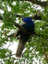 Blue peafowl sitting on the tree Royalty Free Stock Photo