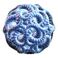 Blue Pearl 3D Fractal Involute Ball 3D Rendering Fractal Image