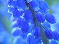 Blue pearl hyacinth