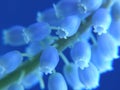 Blue pearl hyacinth