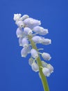 Blue pearl hyacinth