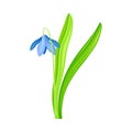 Blue Pendulous Flower of Snowdrop or Galanthus Bulbous Perennial Specie Vector Illustration