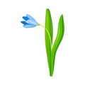 Blue Pendulous Flower of Snowdrop or Galanthus Bulbous Perennial Specie Vector Illustration