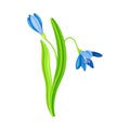 Blue Pendulous Flower of Snowdrop or Galanthus Bulbous Perennial Specie Vector Illustration