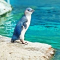 Blue penguin Royalty Free Stock Photo