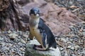 Blue Penguin New Zealand Royalty Free Stock Photo