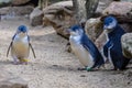 Blue penguins in Featherdale Wildlife Park, Australia