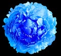 Blue peony flower  on black  isolated background with clipping path. Closeup. Flower on a green stem. Royalty Free Stock Photo