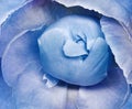 Blue   peony flower close-up. A bud and petals of a peony. Floral background. Royalty Free Stock Photo