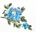 Blue peony flower