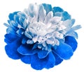 Blue peony flower on white isolated background with clipping path. Closeup. Drops of water on the petals. For design. Royalty Free Stock Photo