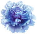 Blue  peony flower on a white  isolated background with clipping path.  For design.  Closeup. Royalty Free Stock Photo