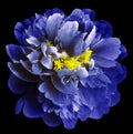 Blue peony flower with yellow stamens on an isolated black background with clipping path. Closeup no shadows. For design. Royalty Free Stock Photo