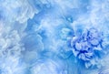 Blue  peony  flowers  and petals peonies   Floral background.  Close-up. Royalty Free Stock Photo