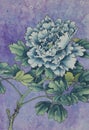 Blue peony on a lilac background