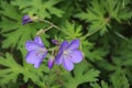 Blue perennial Geranium