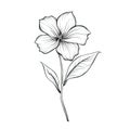 blue Periwinkle flower ai generated