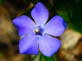 Blue periwinkle flower