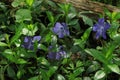 Blue periwinkle flowers bloom in a forest glade on a sunny spring day Royalty Free Stock Photo