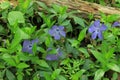 Blue periwinkle flowers bloom in a forest glade on a sunny spring day Royalty Free Stock Photo