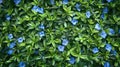 Blue periwinkle flowers with green leaves background, top view. Royalty Free Stock Photo