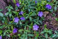 Blue periwinkle flowers with green leaves in early spring in the forest Royalty Free Stock Photo