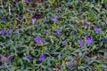 Blue periwinkle flowers with green leaves in early spring in the forest Royalty Free Stock Photo