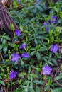 Blue periwinkle flowers with green leaves in early spring in the forest Royalty Free Stock Photo