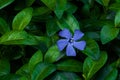 Blue periwinkle spring flower