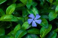 Blue periwinkle spring flower