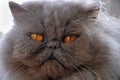 Blue Persian Cat Face