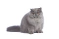 Blue Persian cat in studio Royalty Free Stock Photo