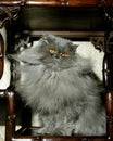 Blue Persian Domestic Cat