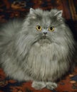 Blue Persian Domestic Cat, Adult