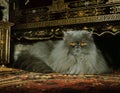 Blue Persian Domestic Cat, Adult laying under Furniture