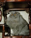 Blue Persian Domestic Cat, Adult sitting on Furniture