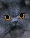 Blue Persian Domestic Cat, Portrait of Adult, Close-up of Eyes