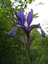 Blue Peruber iris flower or fleur-de-lis.