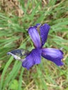 Blue Peruber iris flower or fleur-de-lis.