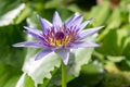Blue-Petal Water Lily Nymphaea colorata, deep blue-purple yellow flower Royalty Free Stock Photo