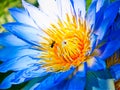 Nymphaea caerulea blue Egyptian lotus waterlily flower