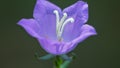 Blue petals of a blossoming bellflower Royalty Free Stock Photo